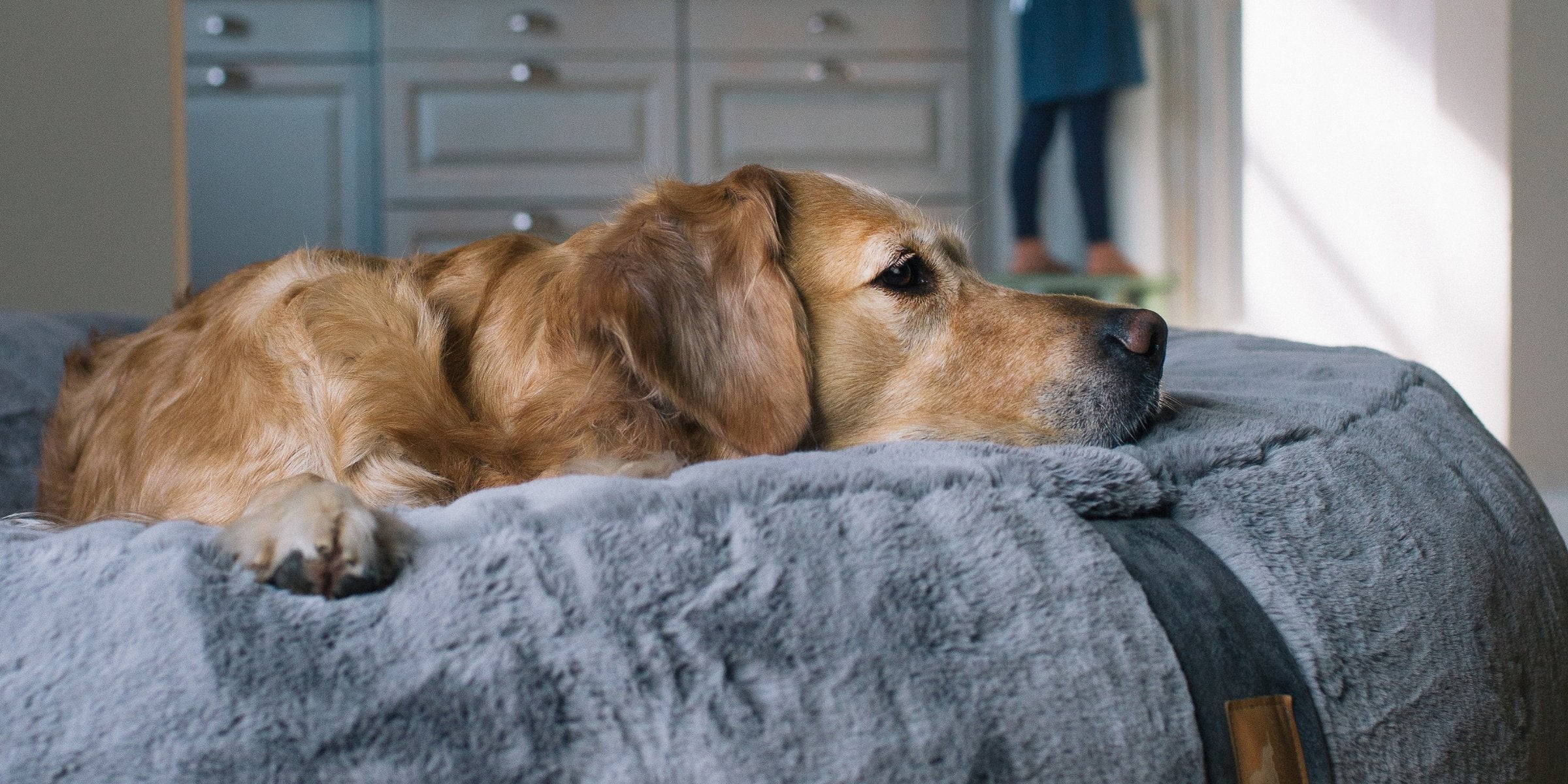 Arthrose, Arthritis, Spondylose bei Hunden – wie du deinen Hund unterstützen kannst