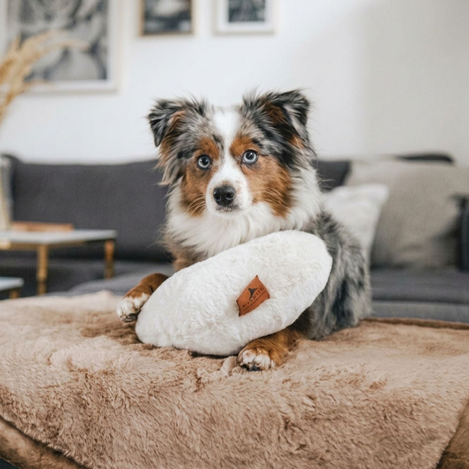 Mini Australian Shepherd Hund mit einem hellen Kuschelkissen auf der braunen Hyggeplaid Hundedecke in Maroon