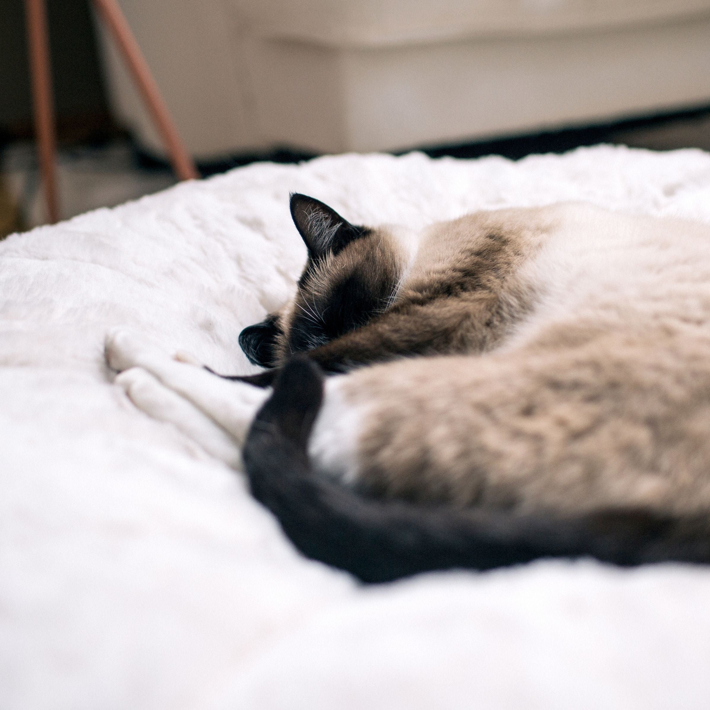 Hyggebed® - Das orthopädische Katzenbett Ivory