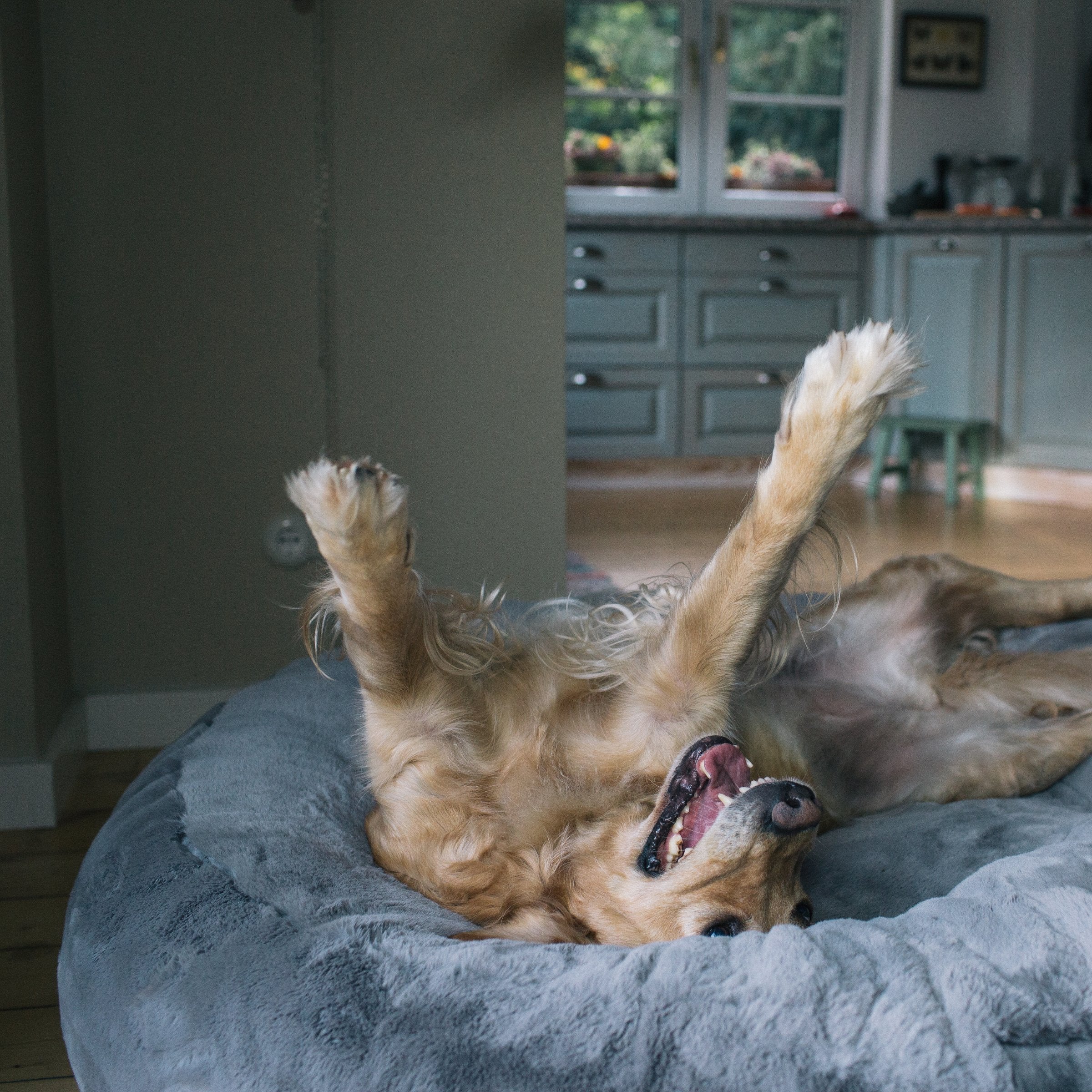 Golden Retriever schläft glücklich auf dem Rücken im formstabilen orthopädischen Hundebett Hyggebed Original in Stone Grau