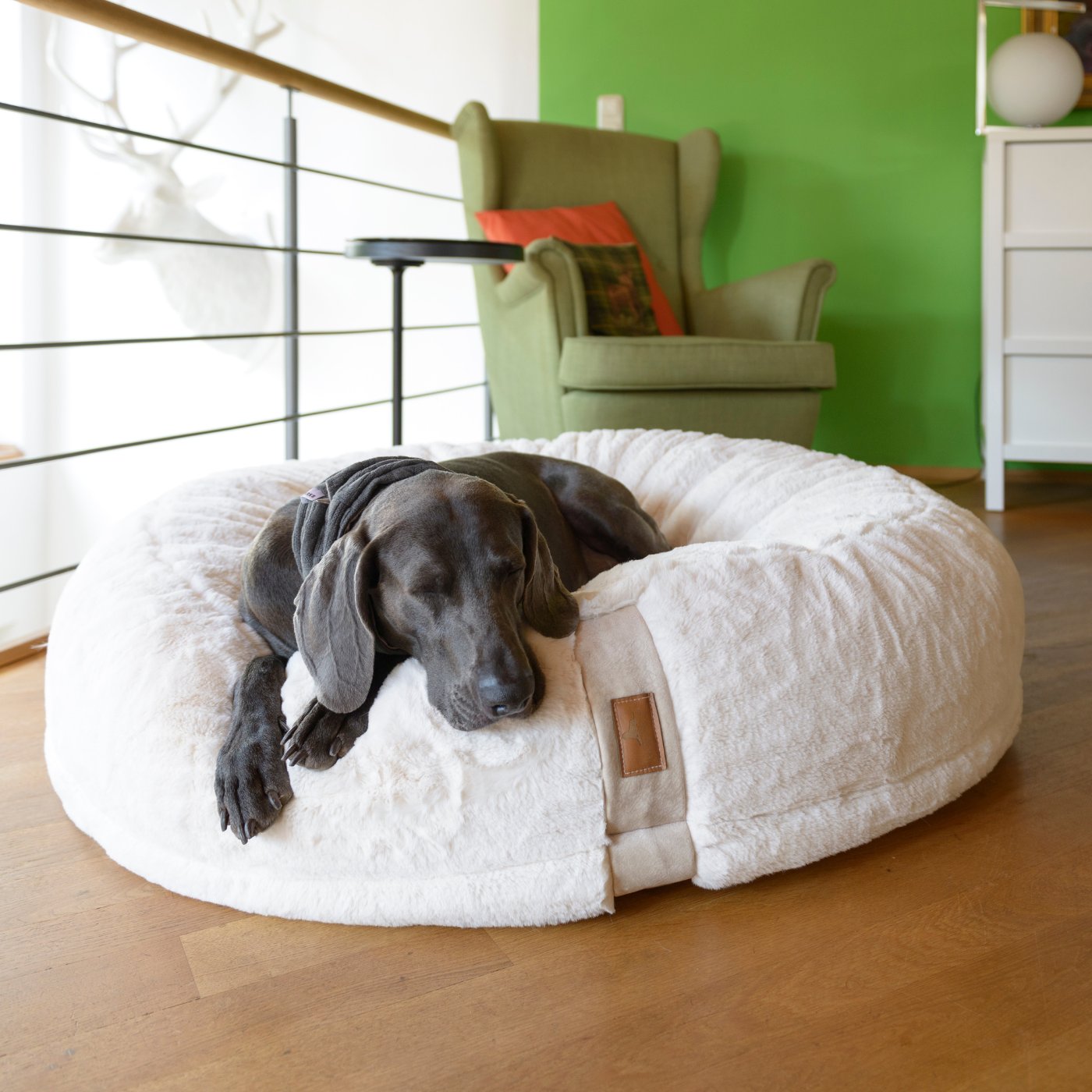 Weimaraner Hund liegt elegant im weißen runden orthopädischen Hyggebed Hundebett vor grünem Sessel