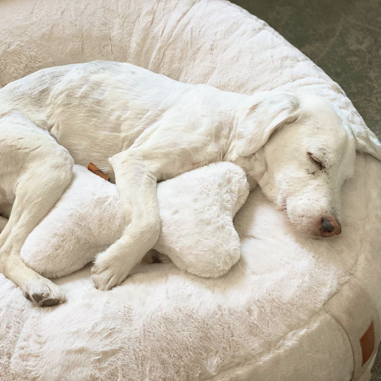 Weißer Hund schläft im weißen Hyggebed mit dem farblich passenden Knochenkissen Ivory