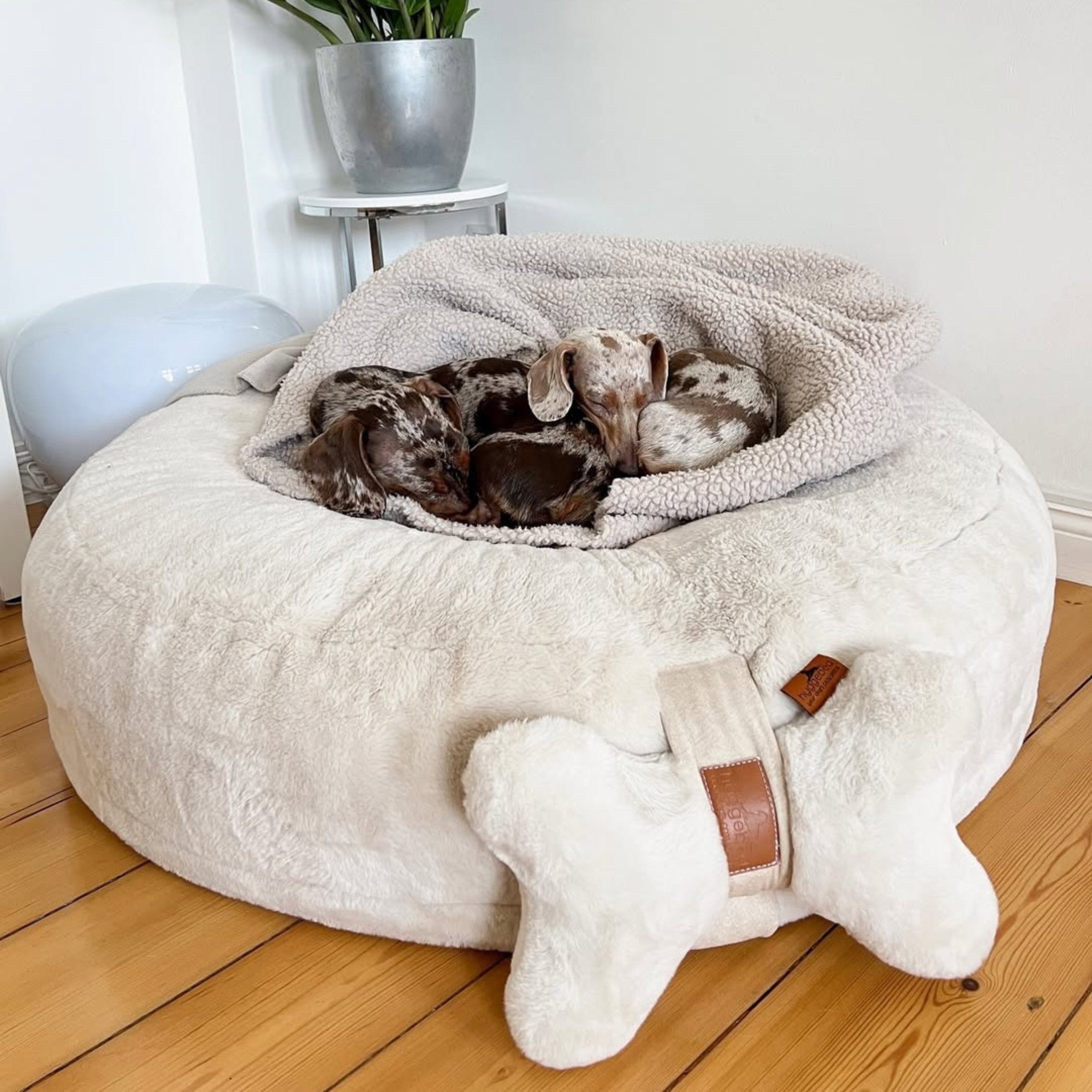 Zwei gefleckte Dackelwelpen kuscheln schlafend im weißen Hyggebed mit einem Ivory Knochenkissen