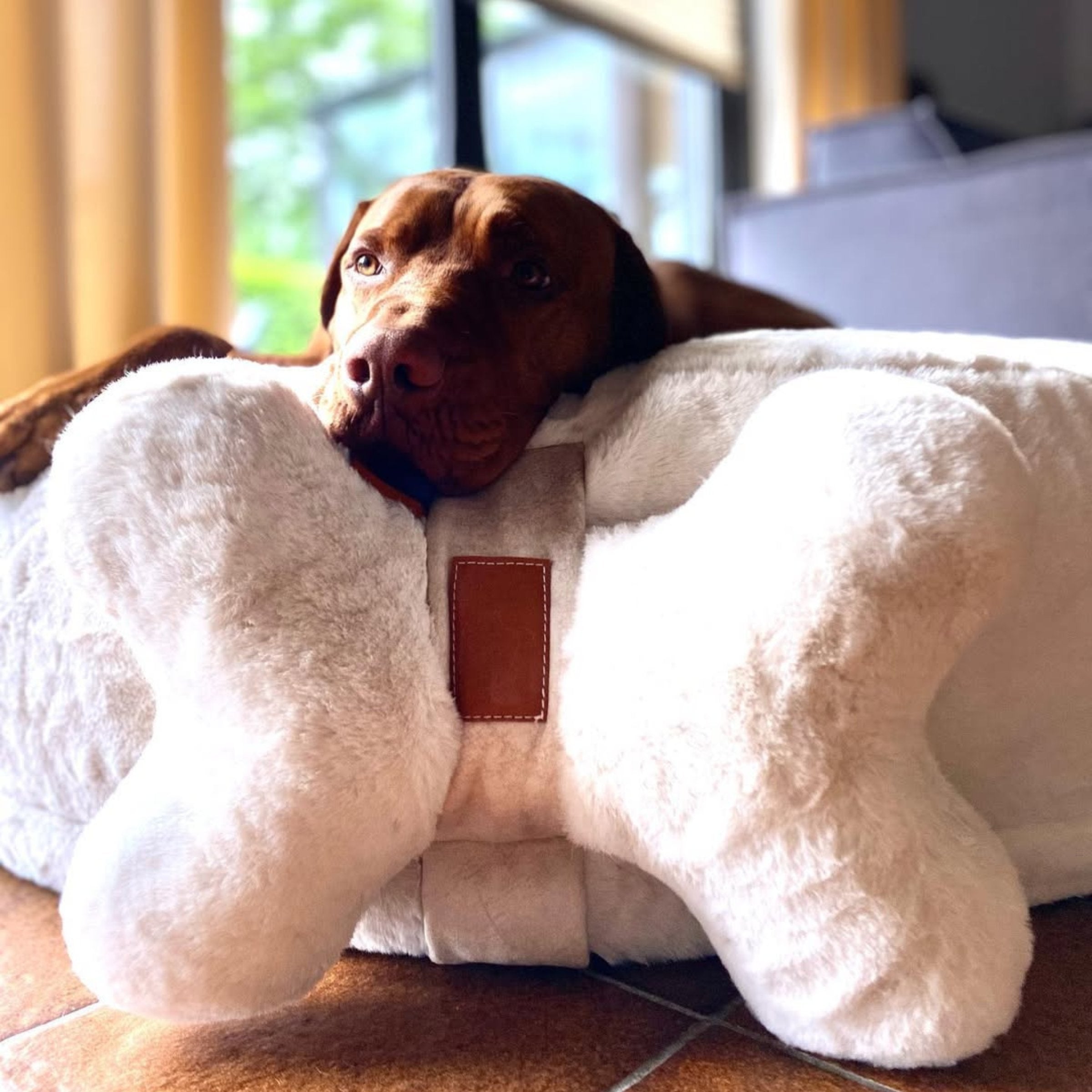 Kurzhaariger brauner Hund ruht mit dem Kopf auf dem cremeweißen Hyggebone Knochenkissen Ivory im Körbchen