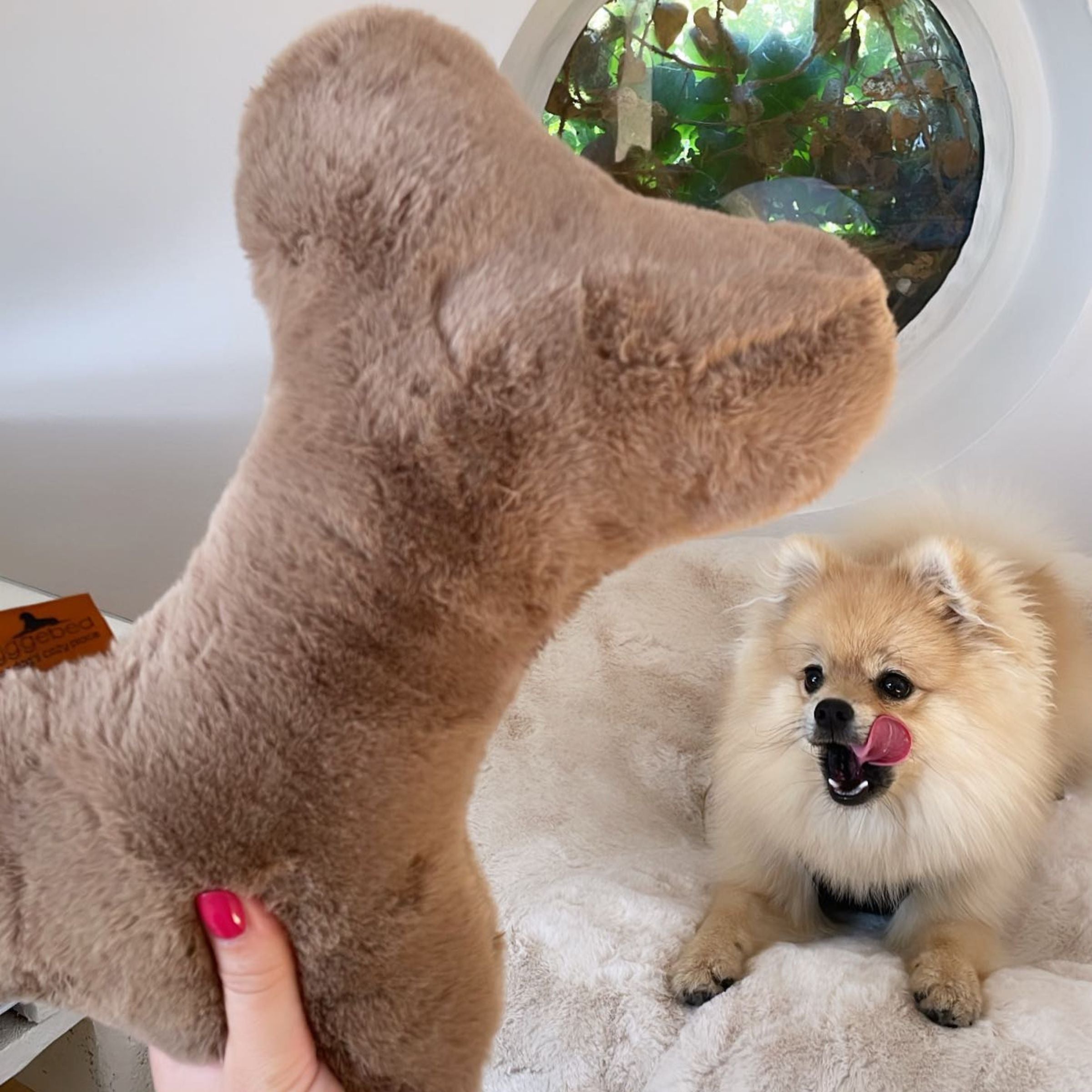 Zwergspitz Pomeranian leckt sich voller Vorfreude die Schnauze vor dem braunen Hyggebone Knochenkissen Maroon