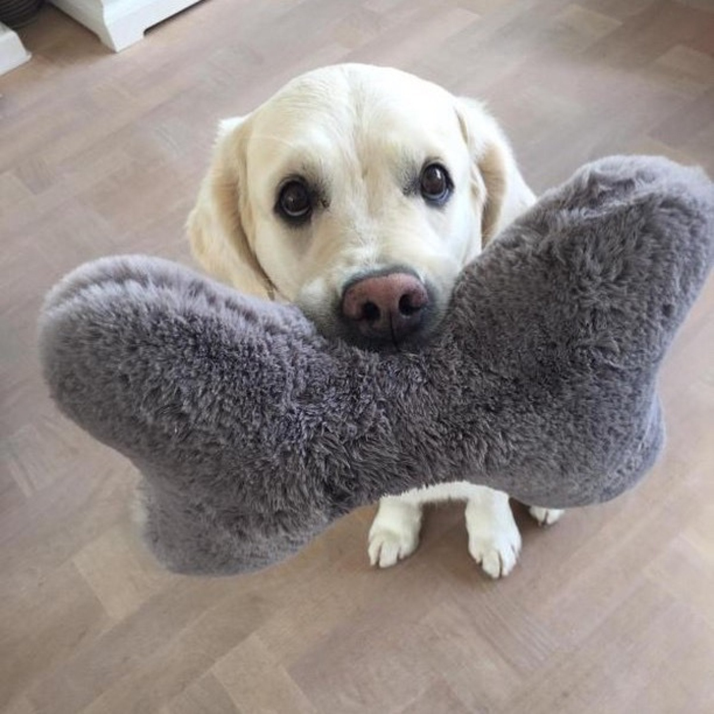 Weißer Golden Retriever hält das graue flauschige Hyggebone Kuschelkissen glücklich im Maul