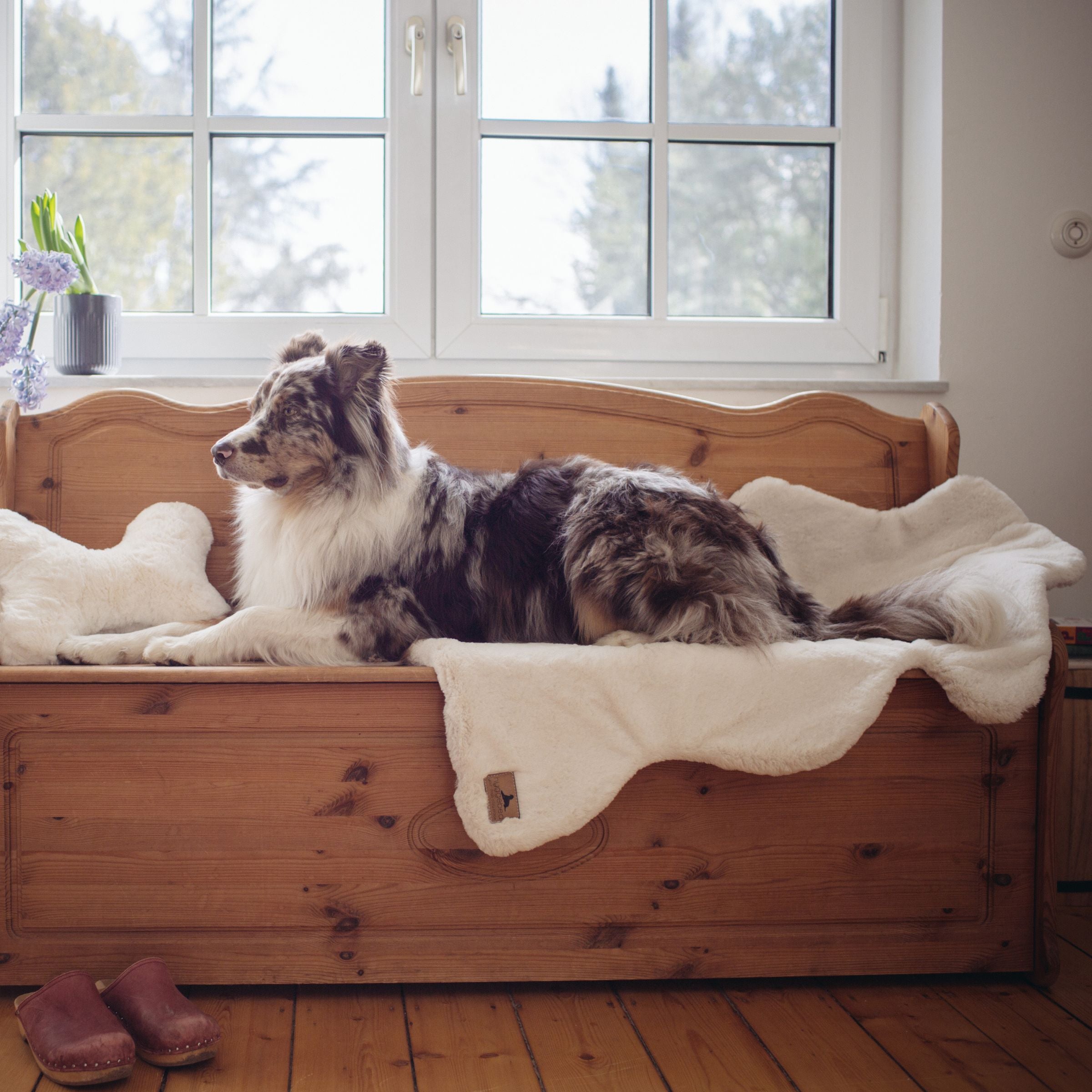Australian Shepherd liegt auf der cremeweißen Lammfell-Hundedecke Hyggelamb Ivory auf einer rustikalen Holzbank