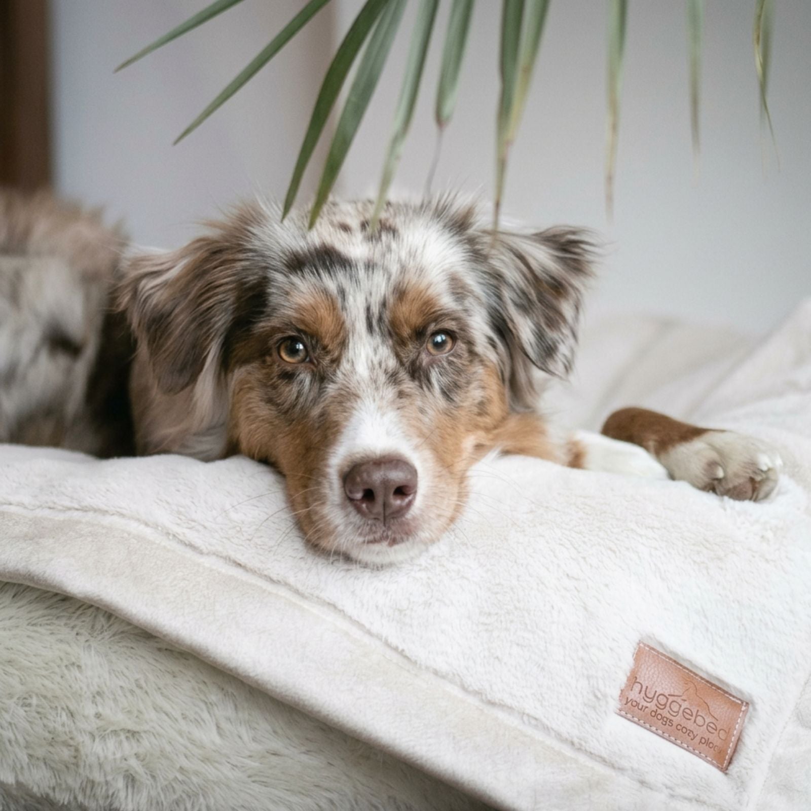Australian Shepherd Hund ruht den Kopf auf der flauschigen cremeweißen Hyggeplaid Hundedecke in Ivory