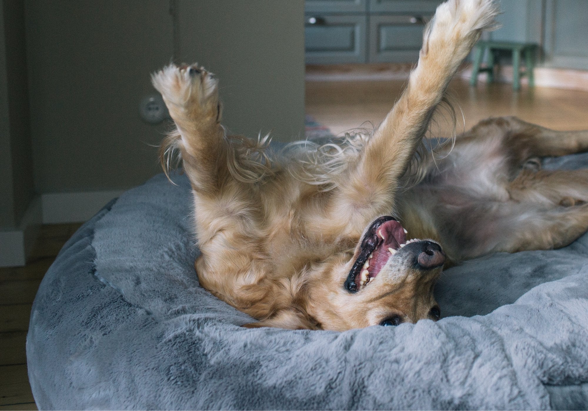 Glücklicher Golden Retriever schläft auf dem Rücken im grauen orthopädischen Hyggebed Hundebett zur Veranschaulichung der Formstabilität