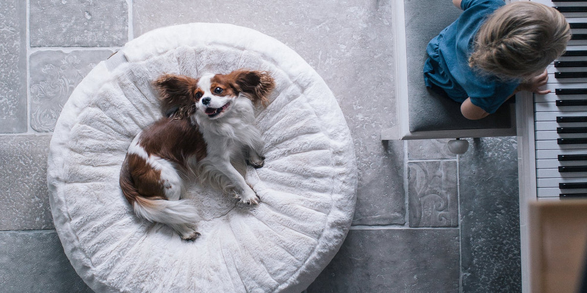 Süßer Cavalier King Charles Spaniel Welpe schaut glücklich aus dem weißen runden Hyggebed Hundekissen neben Klavier spielendem Kind