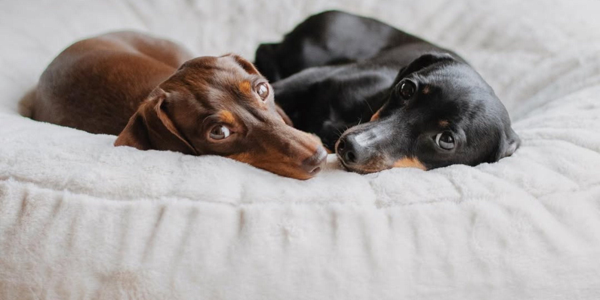Hyggebed – Das orthopädische Hundebett für gesunden Schlaf