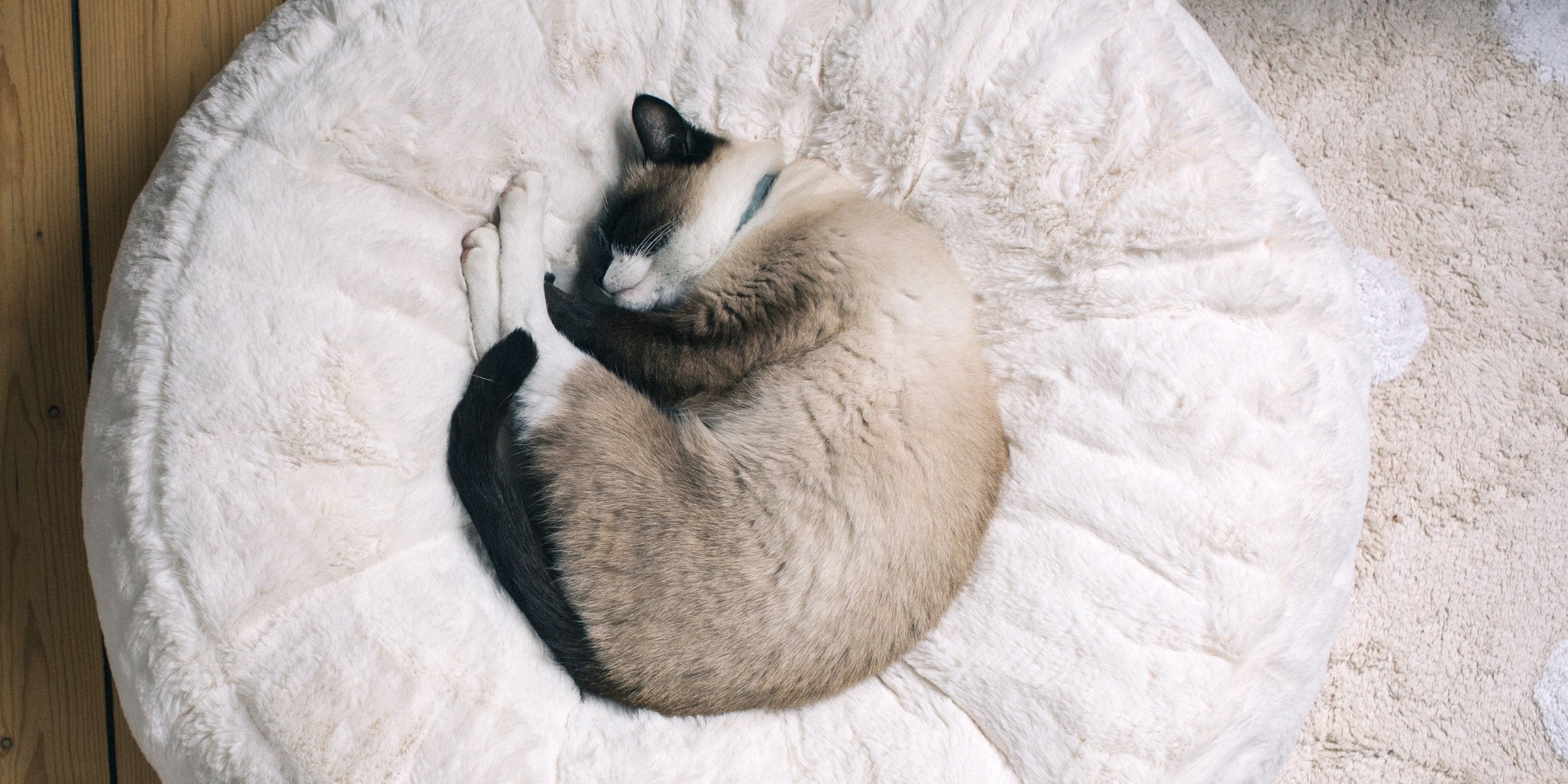 Hyggebed – nicht nur für Hunde, sondern auch für Katzen