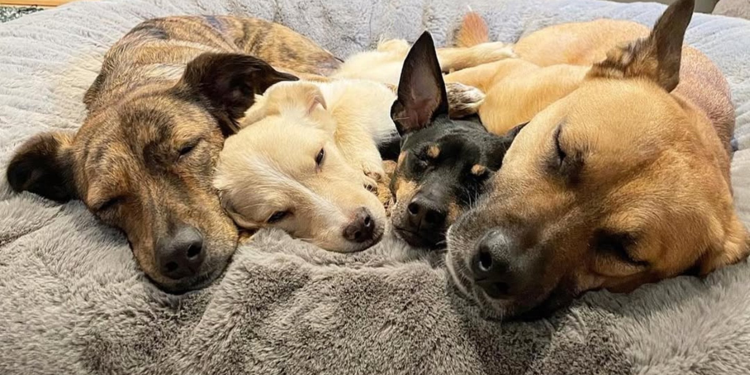 Warum guter Schlaf für deinen Hund so wichtig ist