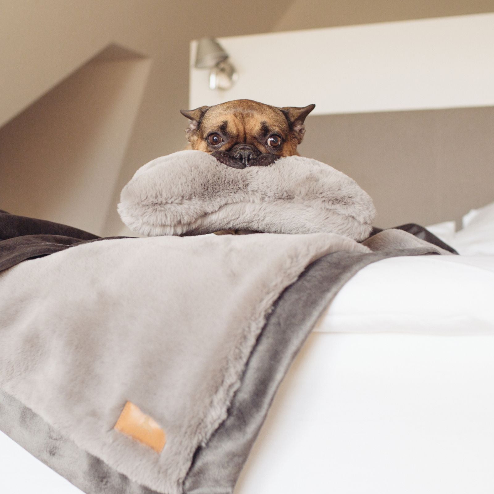 Süßer Mops schaut auf einem weißen Bett hinter einem grauen Plüschkissen und der passenden grauen Decke hervor