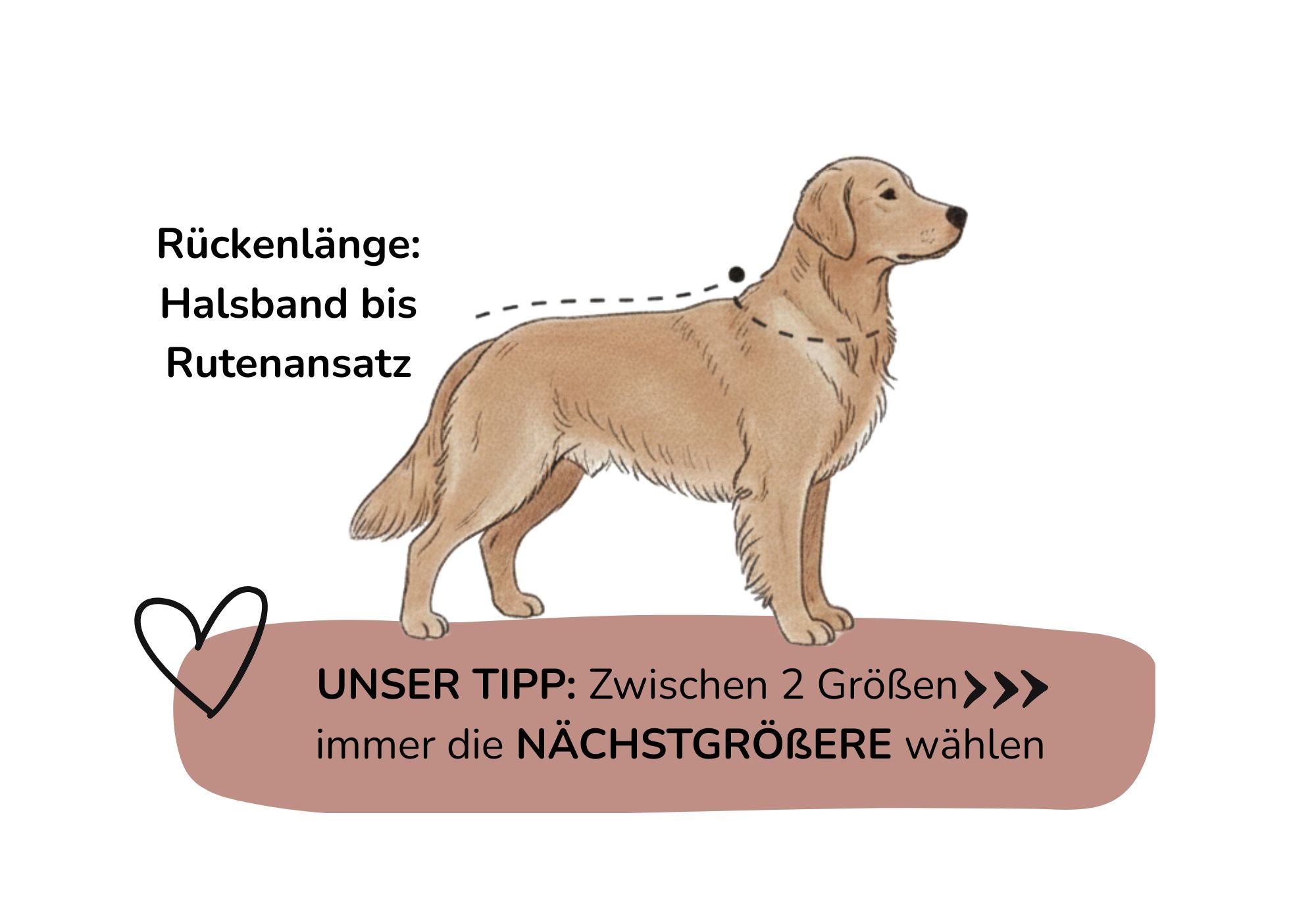 Illustrierte Anleitung zum Messen der Hund-Rueckenlaenge vom Halsband bis zum Rutenansatz für die richtige Hundebett Groesse