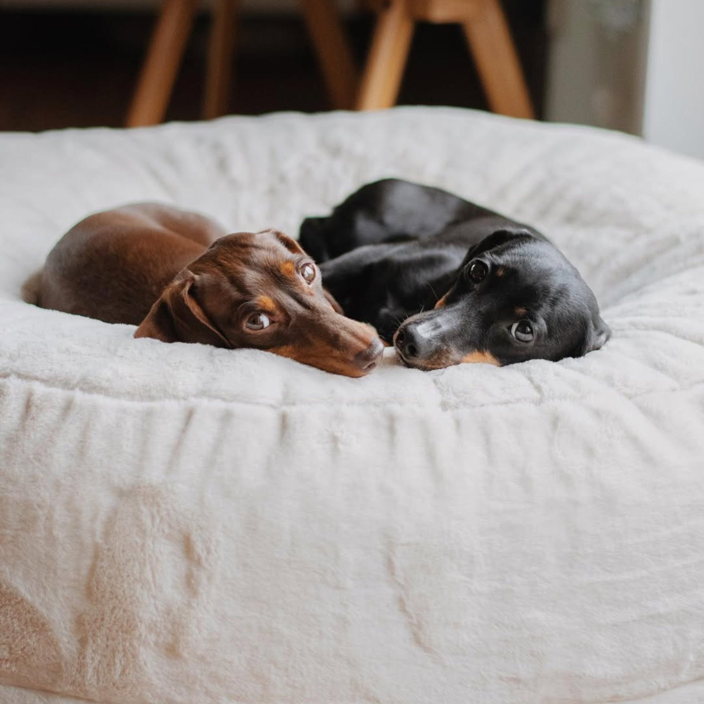Hyggebed® - Das orthopädische Hundebett Ivory