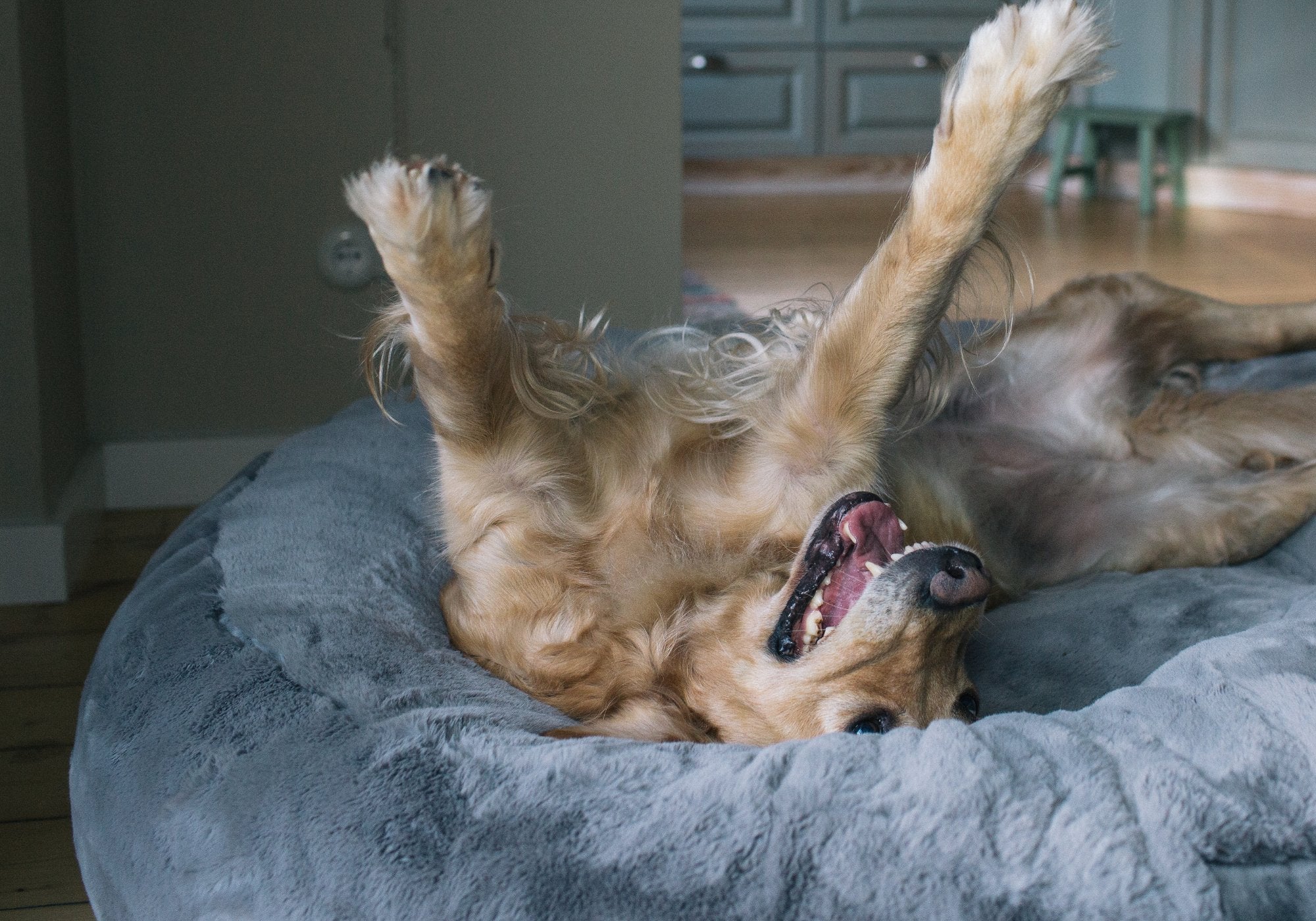 Glücklicher Golden Retriever liegt entspannt auf dem Rücken im grauen orthopädischen Hyggebed Hundekissen zur Gelenkentlastung