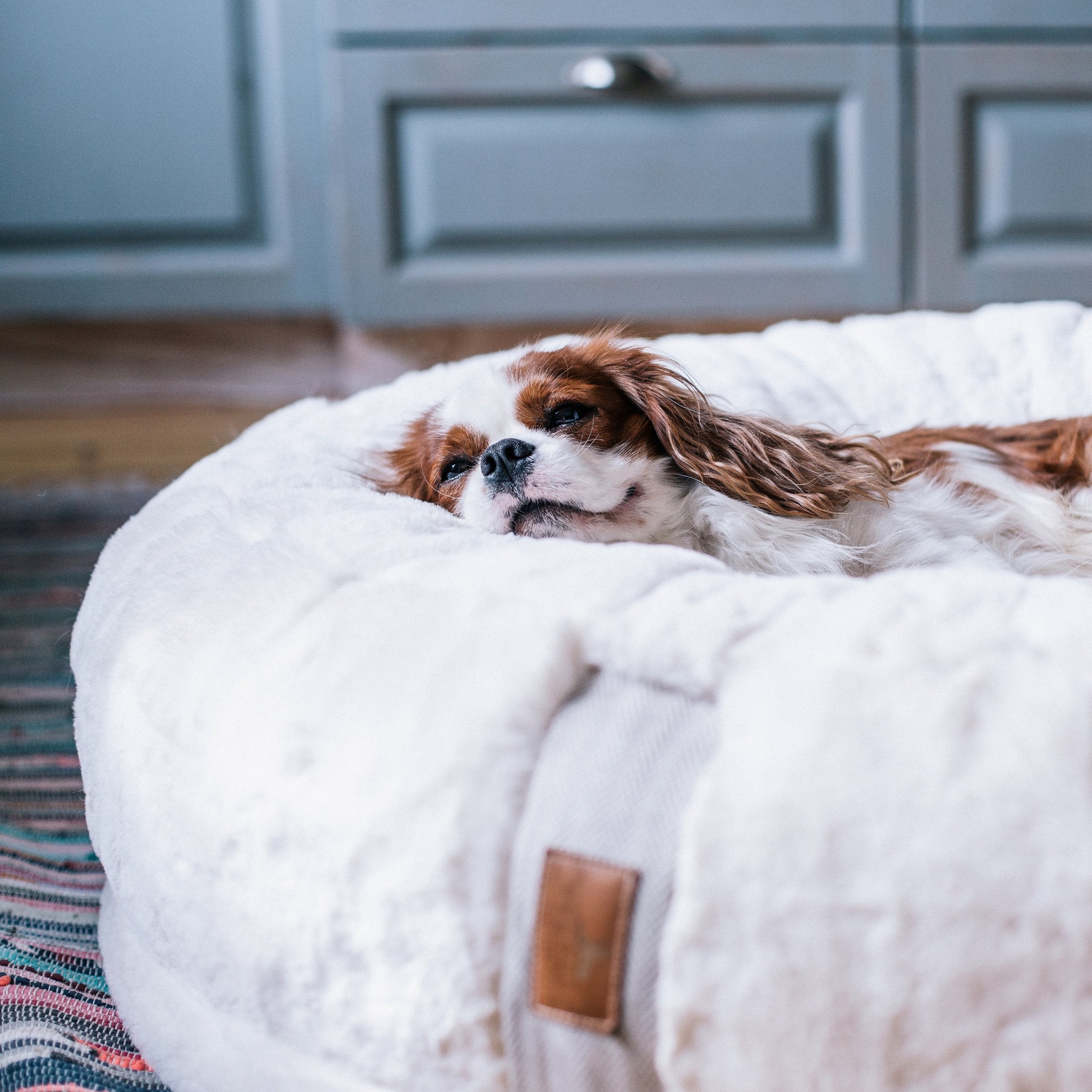 Hyggebed® - Das orthopädische Hundebett Ivory