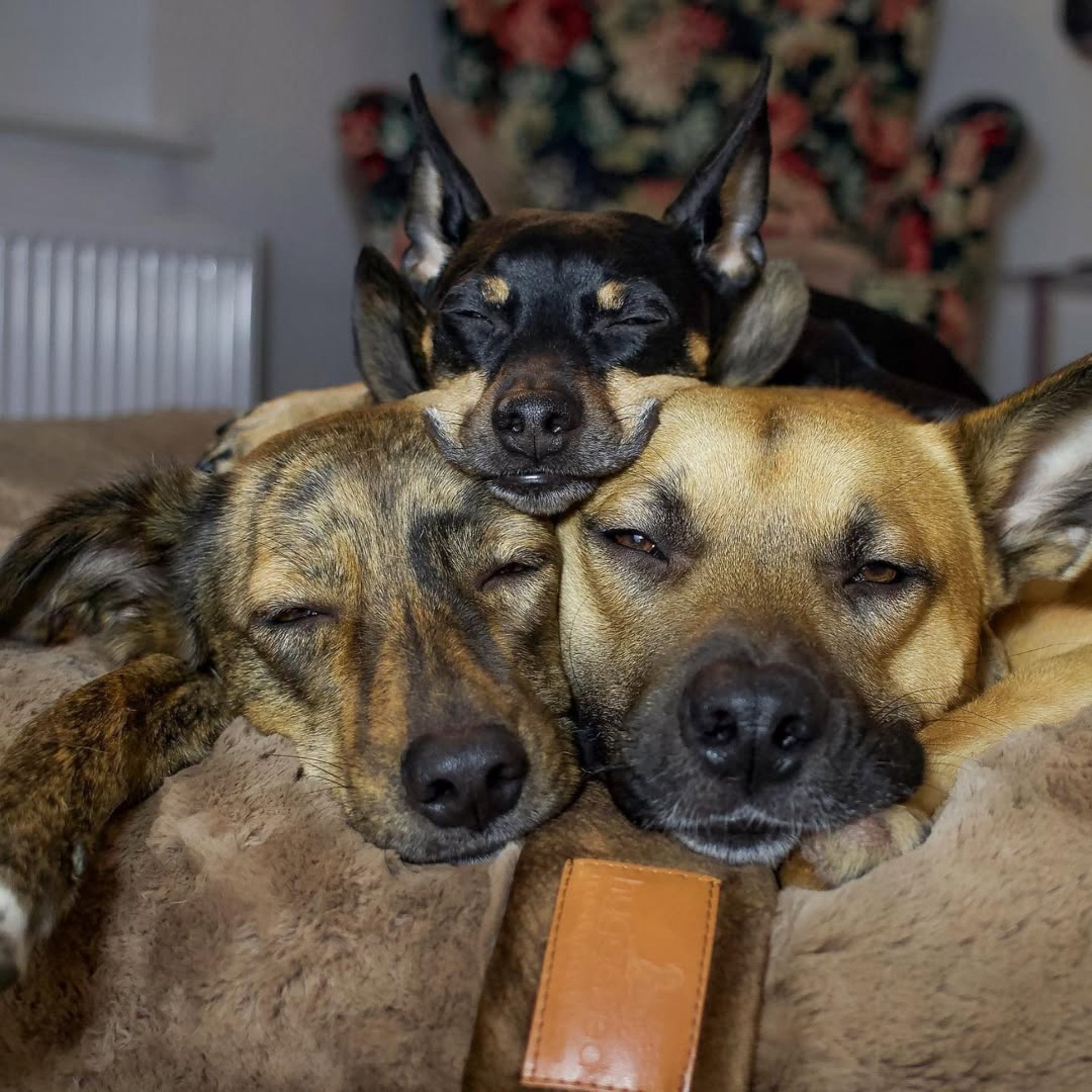 Hyggebed® - Das orthopädische Hundebett Maroon