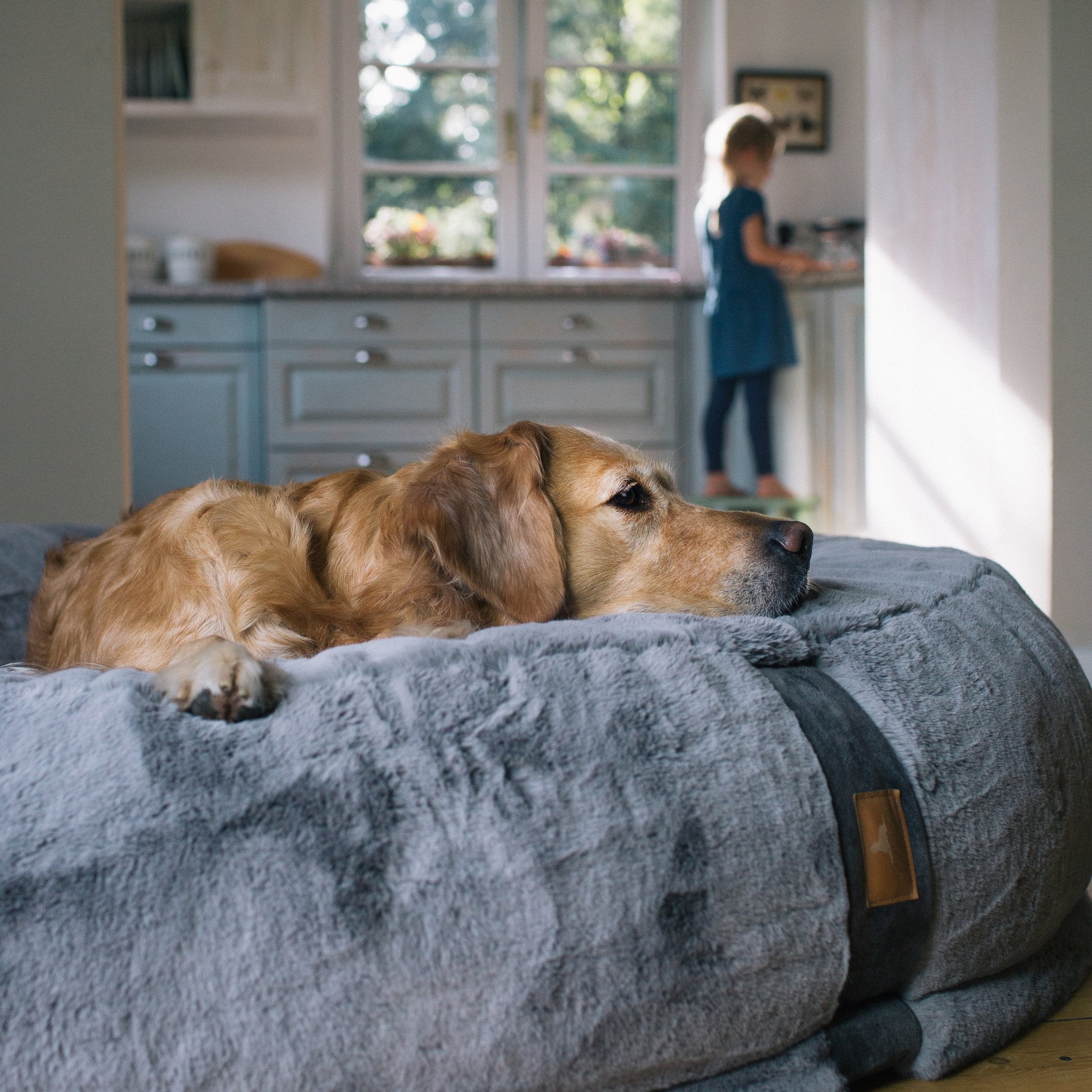 Golden Retriever entspannt im grauen orthopädischen Hundebett Hyggebed Stone in einer stilvollen Küche mit Kind im Hintergrund