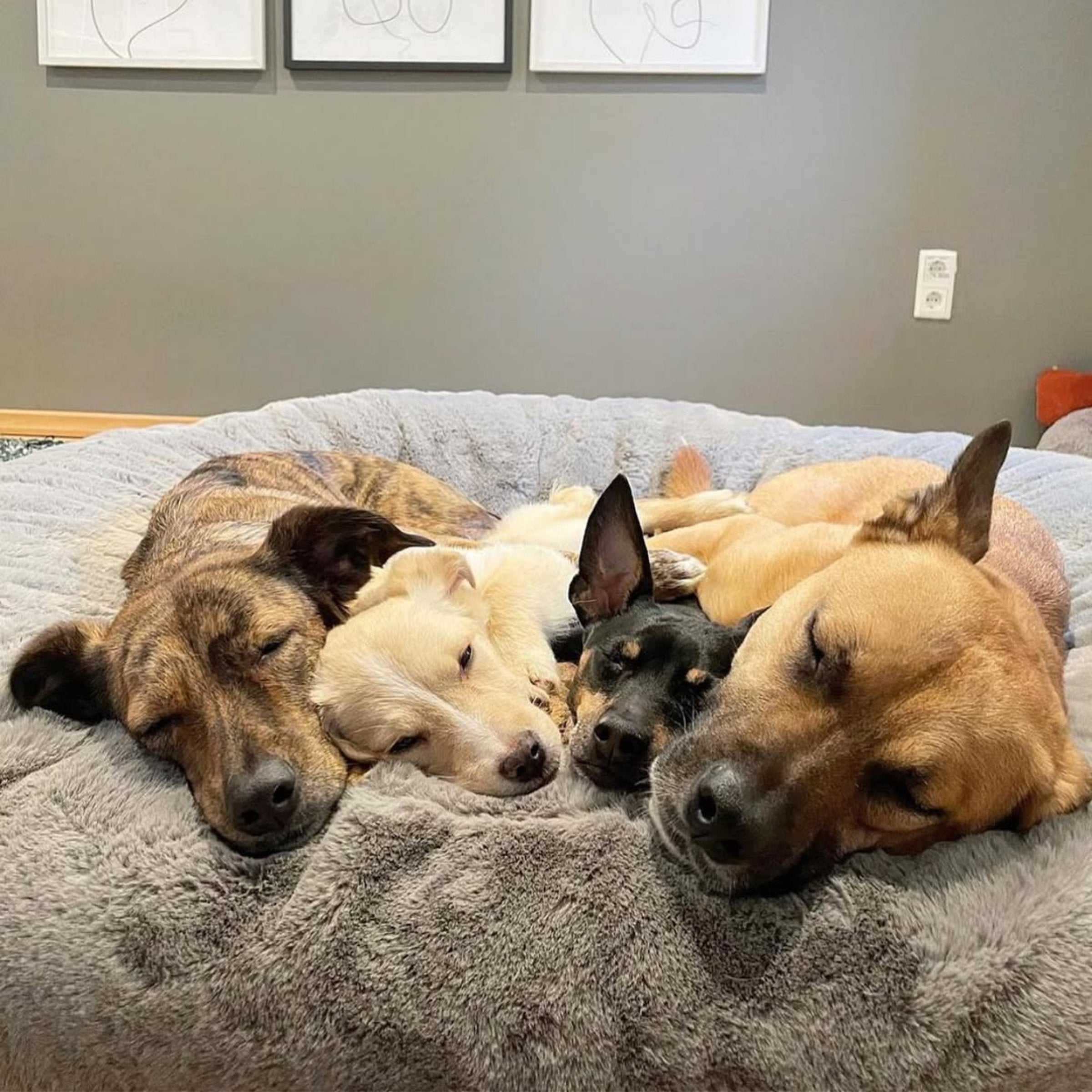Vier Hunde verschiedener Rassen kuscheln gemeinsam im extra großen orthopädischen Hundebett Hyggebed Stone in XXL. Die Hunde sind alle vom Instagram Account Verpinscht