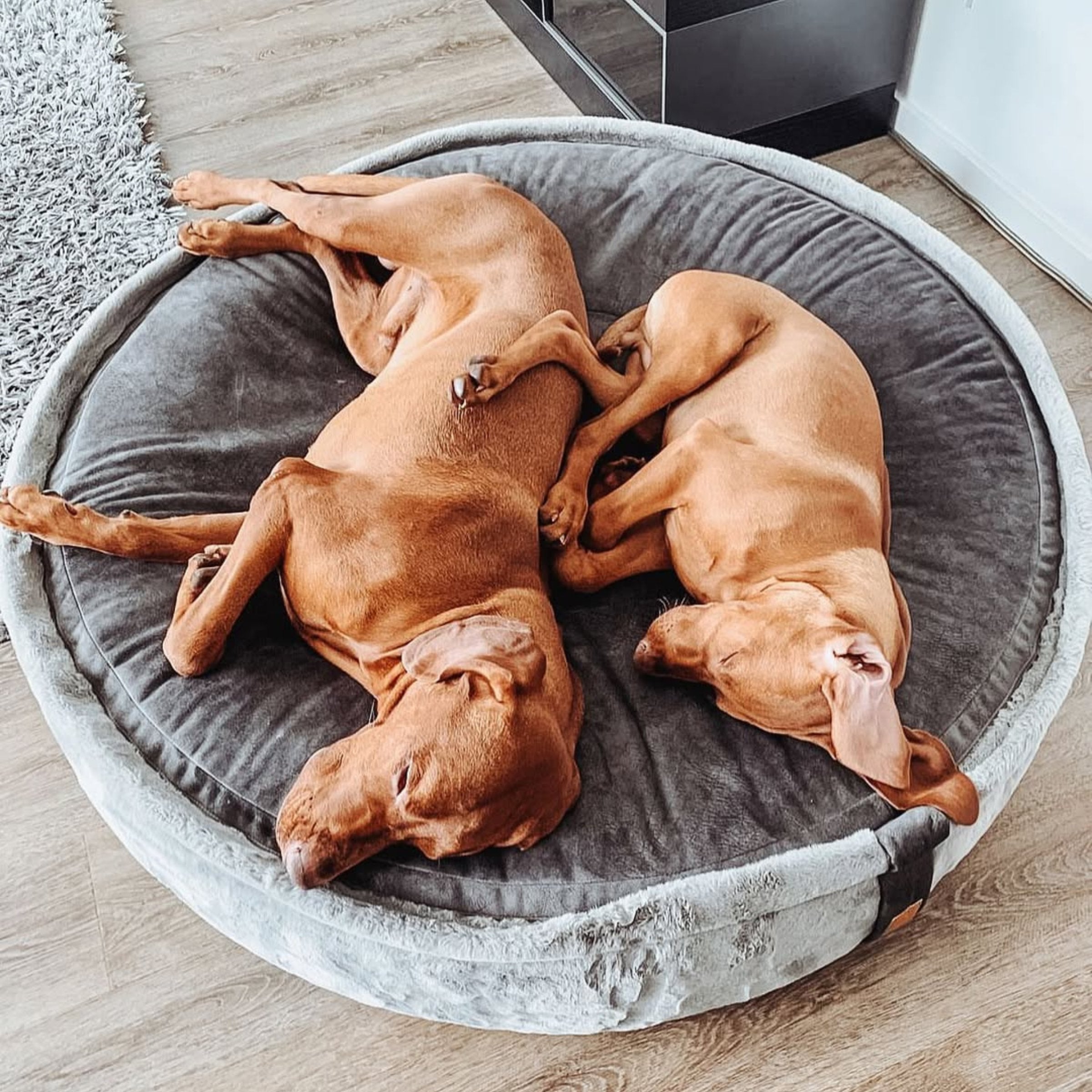Zwei braune Vizsla Hunde schlafen eng aneinander gekuschelt auf der grauen Sommerseite des orthopädischen Hyggebeds