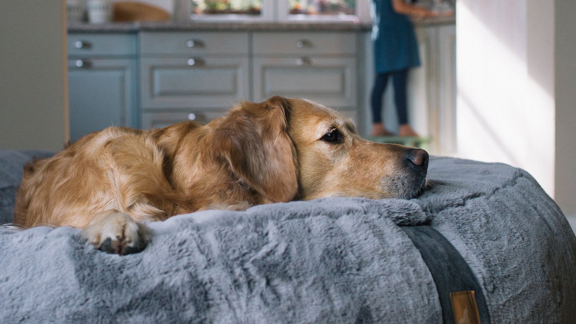 Entspannter Golden Retriever ruht im grauen orthopädischen Hyggebed Hundebett in einer gemütlichen Küche