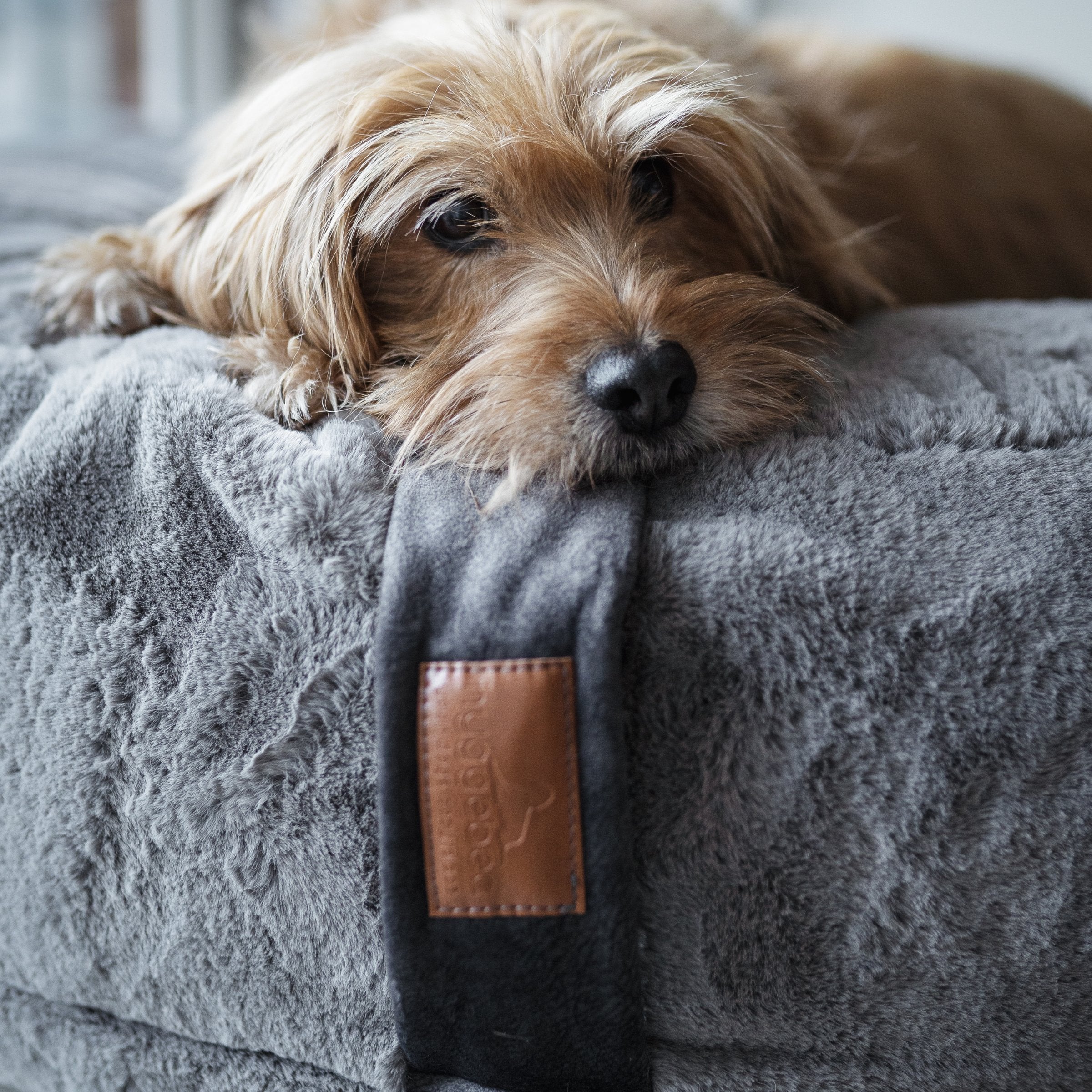 Wuscheliger kleiner Hund legt den Kopf schlafend auf den erhöhten Rand des grauen Hyggebed Stone mit sichtbarem Leder-Markenlabel