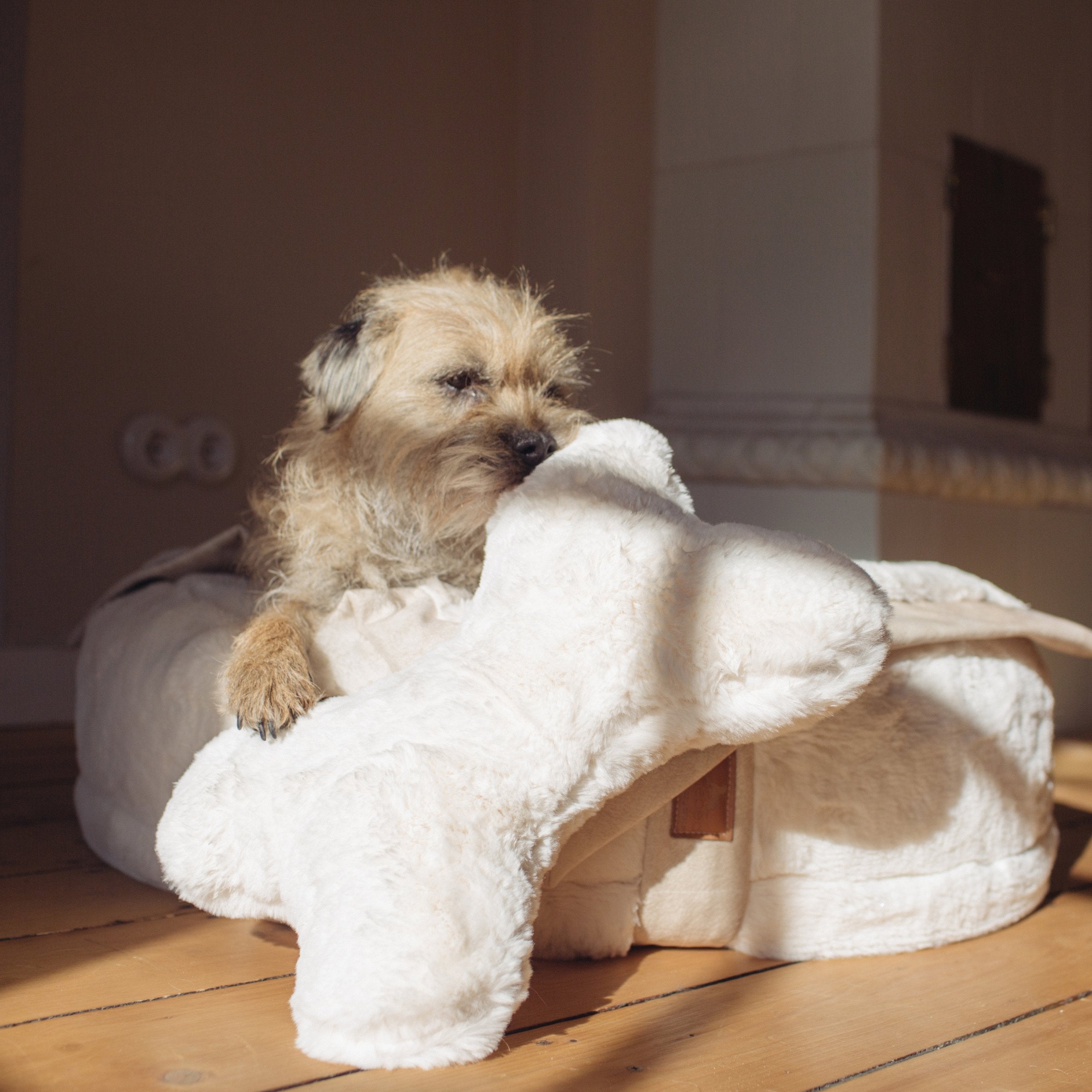 Kleiner wuscheliger Hund schläft gemütlich mit der Schnauze auf dem flauschigen weißen Hyggebone Kissen