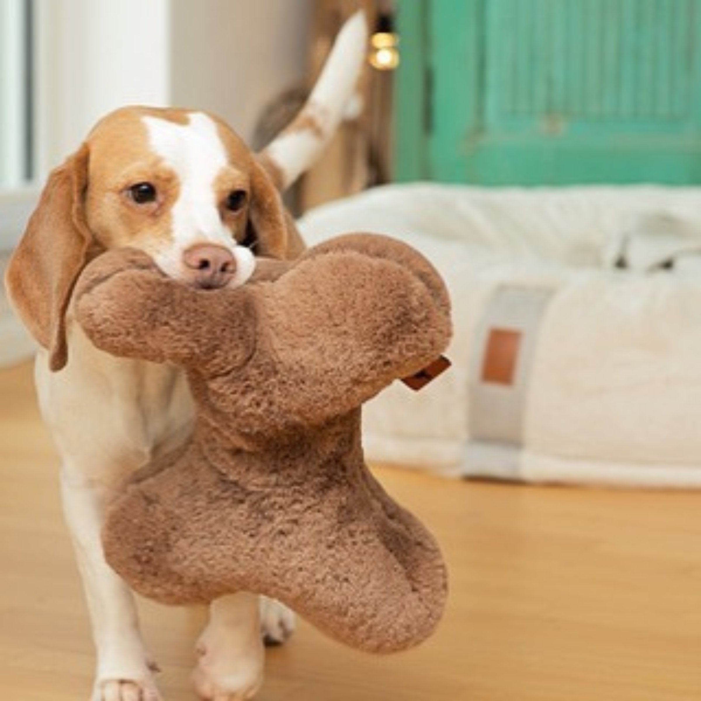 Beagle Hund hält das braune flauschige Kuschelkissen Hyggebone Maroon im Maul