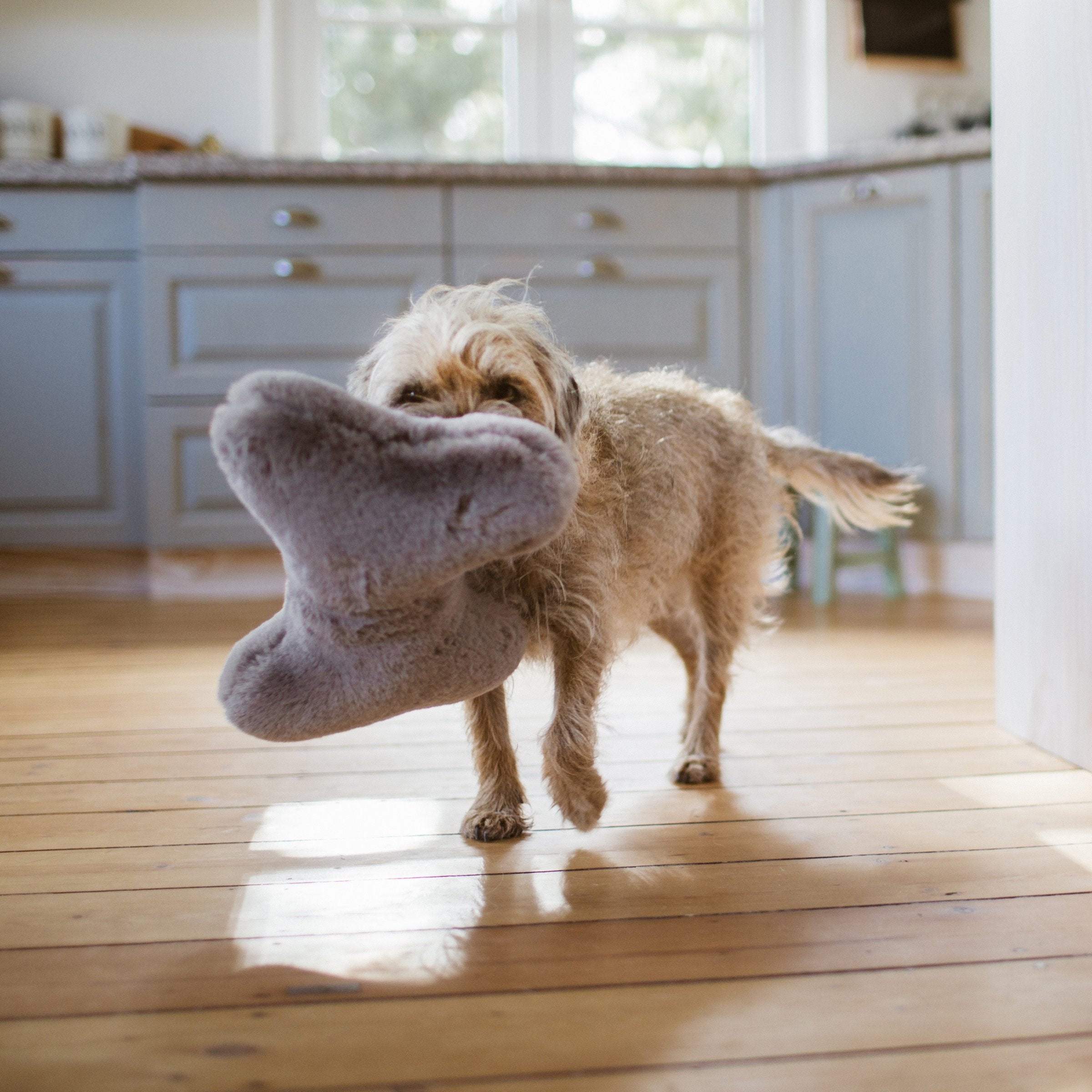 Hund trägt stolz das graue flauschige Hyggebone Knochenkissen im Maul durch die Küche