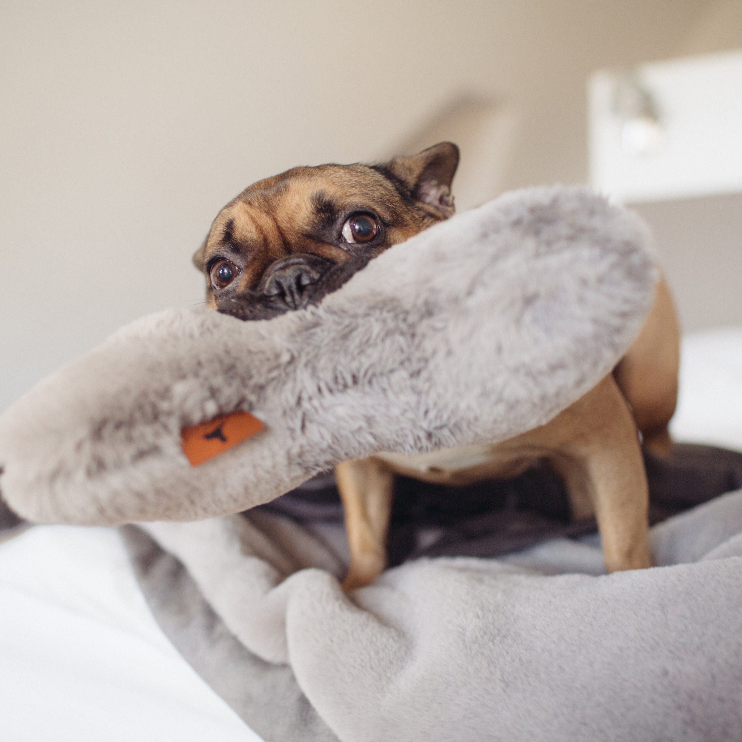 Süßer Mops schaut mit großen Augen über sein graues Hyggebone Knochenkissen hinweg
