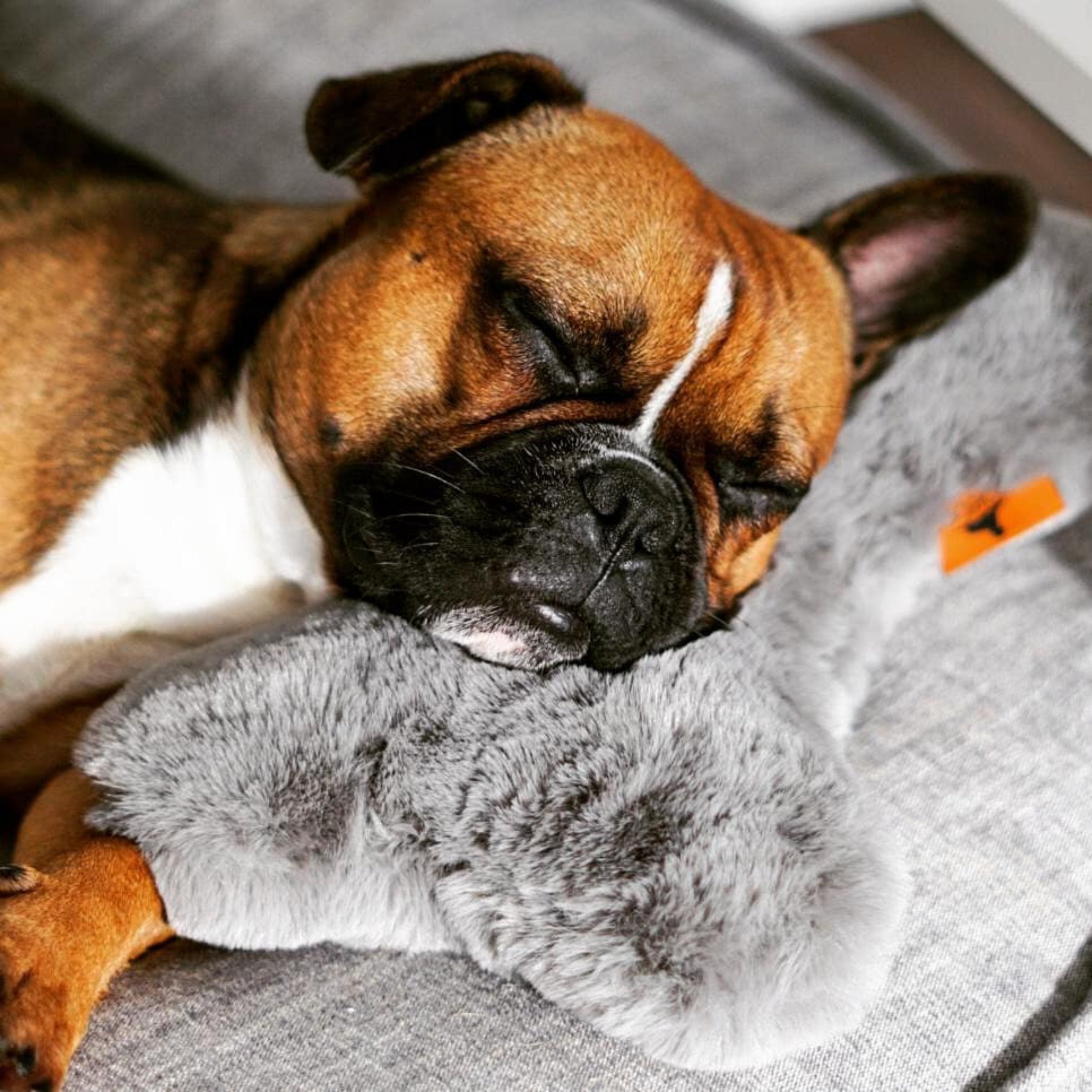Boxer Hund schläft tiefenentspannt mit dem Kopf auf dem grauen Knochenkissen Hyggebone Stone