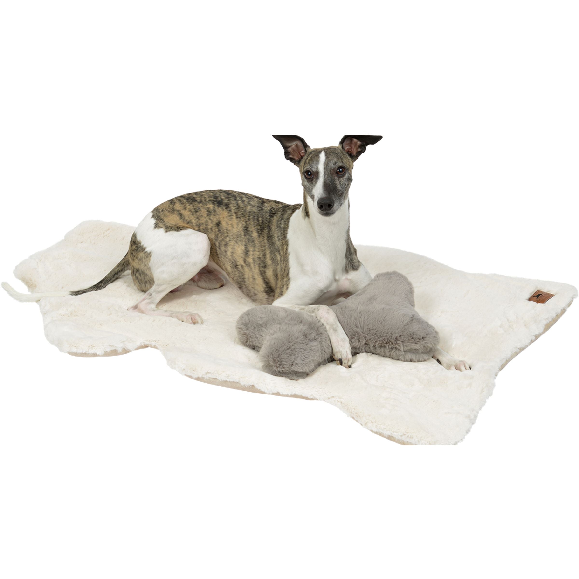 Freigestellte Hundedecke Hyggelamb in Lammfell-Optik in Ivory Weiß mit darauf liegendem gestromten Whippet und grauem Kuschelknochen