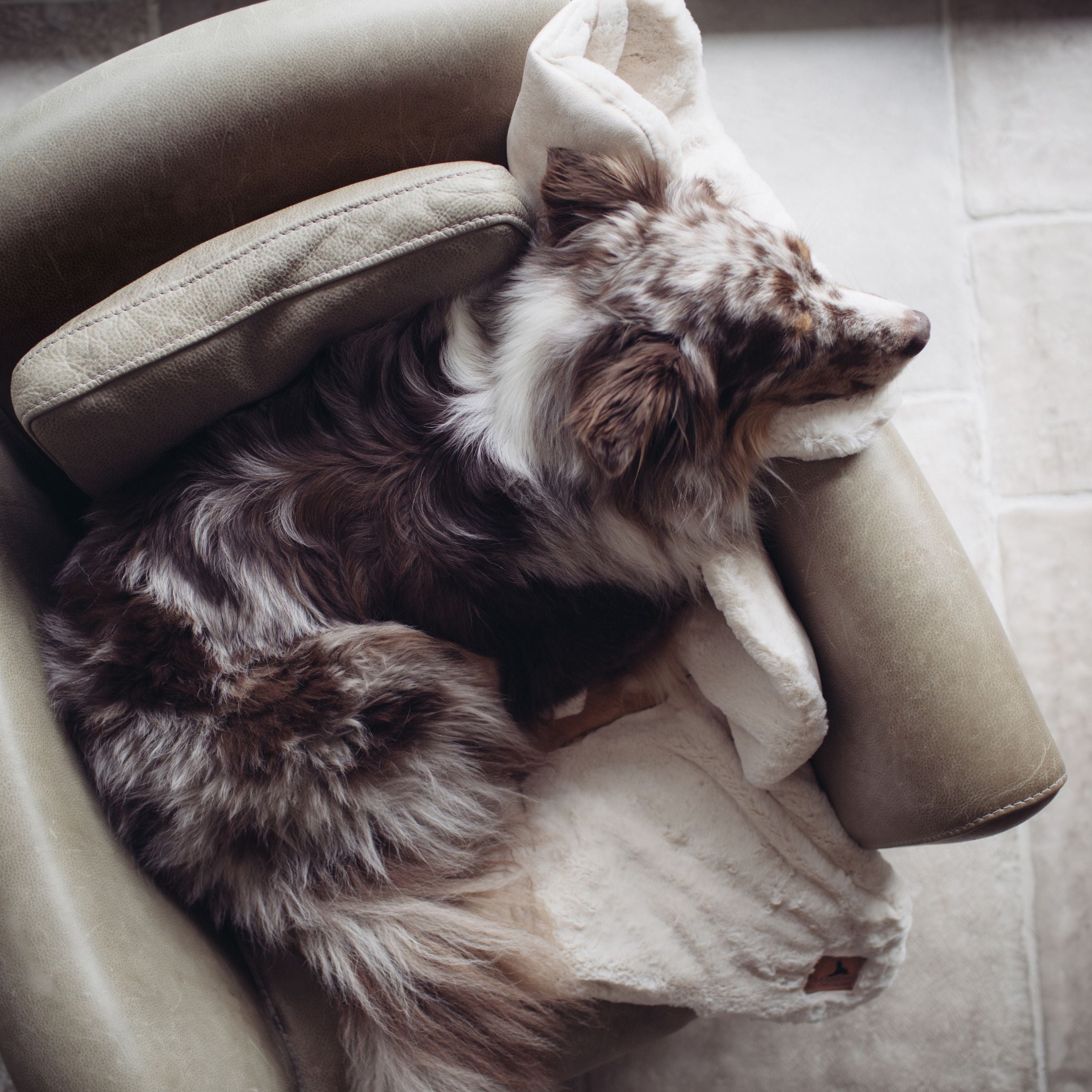 Australian Shepherd Hund schläft zusammengerollt auf der cremeweißen Hyggelamb Hundedecke Ivory in einem Ledersessel