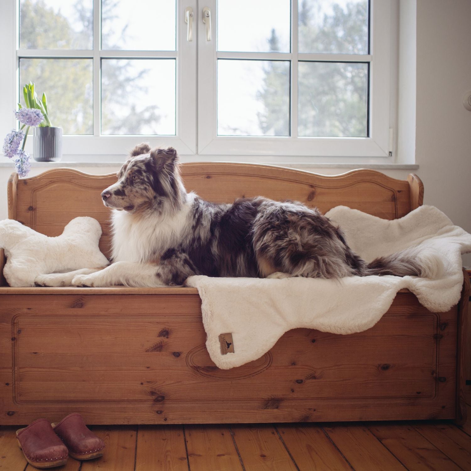 Australian Shepherd Hund liegt auf der cremeweißen Lammfell-Hundedecke Hyggelamb Ivory auf einer Holzbank
