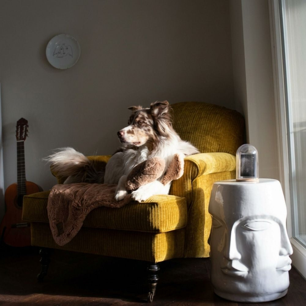 Australian Shepherd Hund ruht im gelben Samtsessel auf der braunen Lammfell-Hundedecke Hyggelamb Maroon