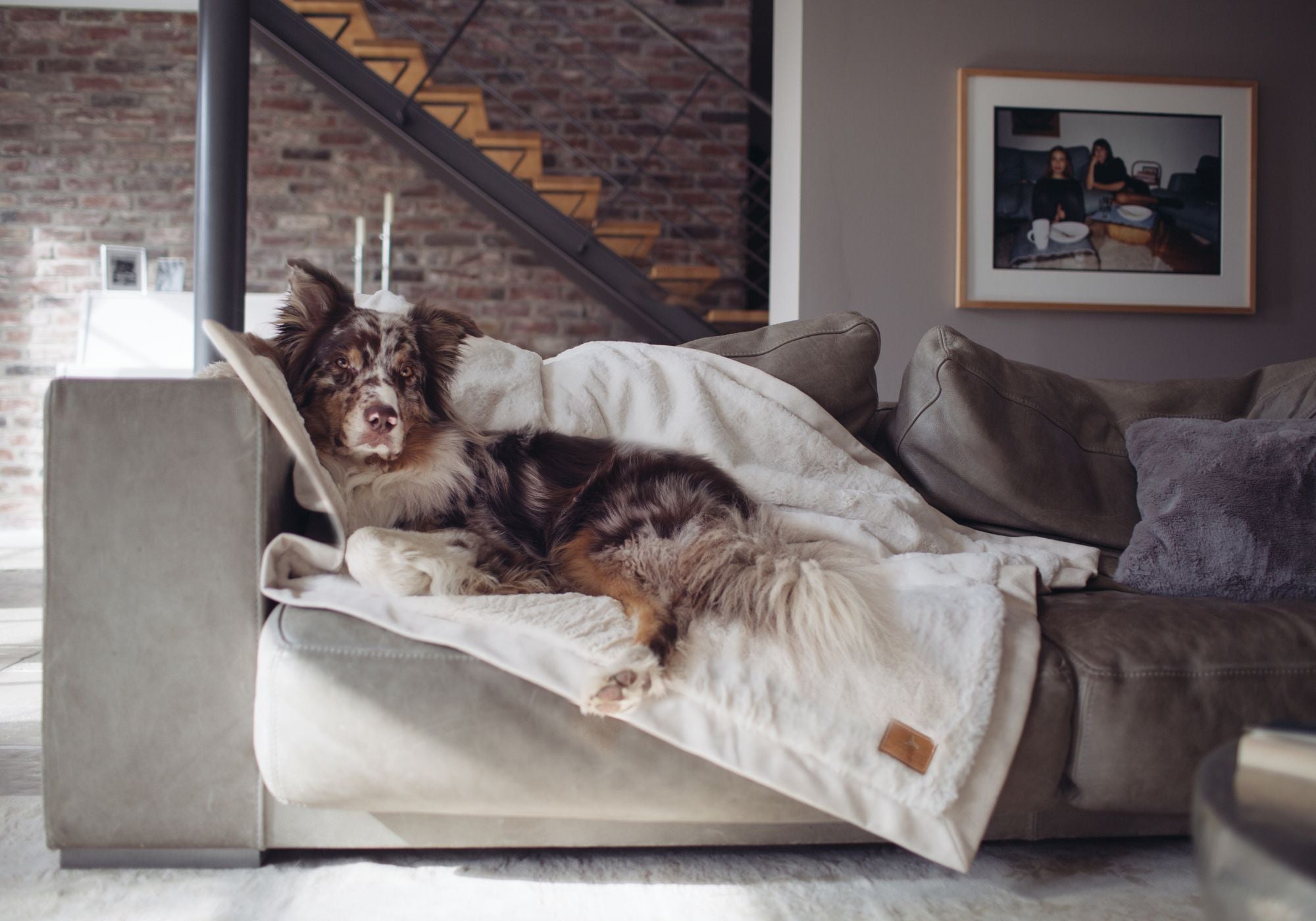 Australian Shepherd Hund liegt gemütlich auf einem Sofa auf der Hyggeplaid Hundedecke in ivory