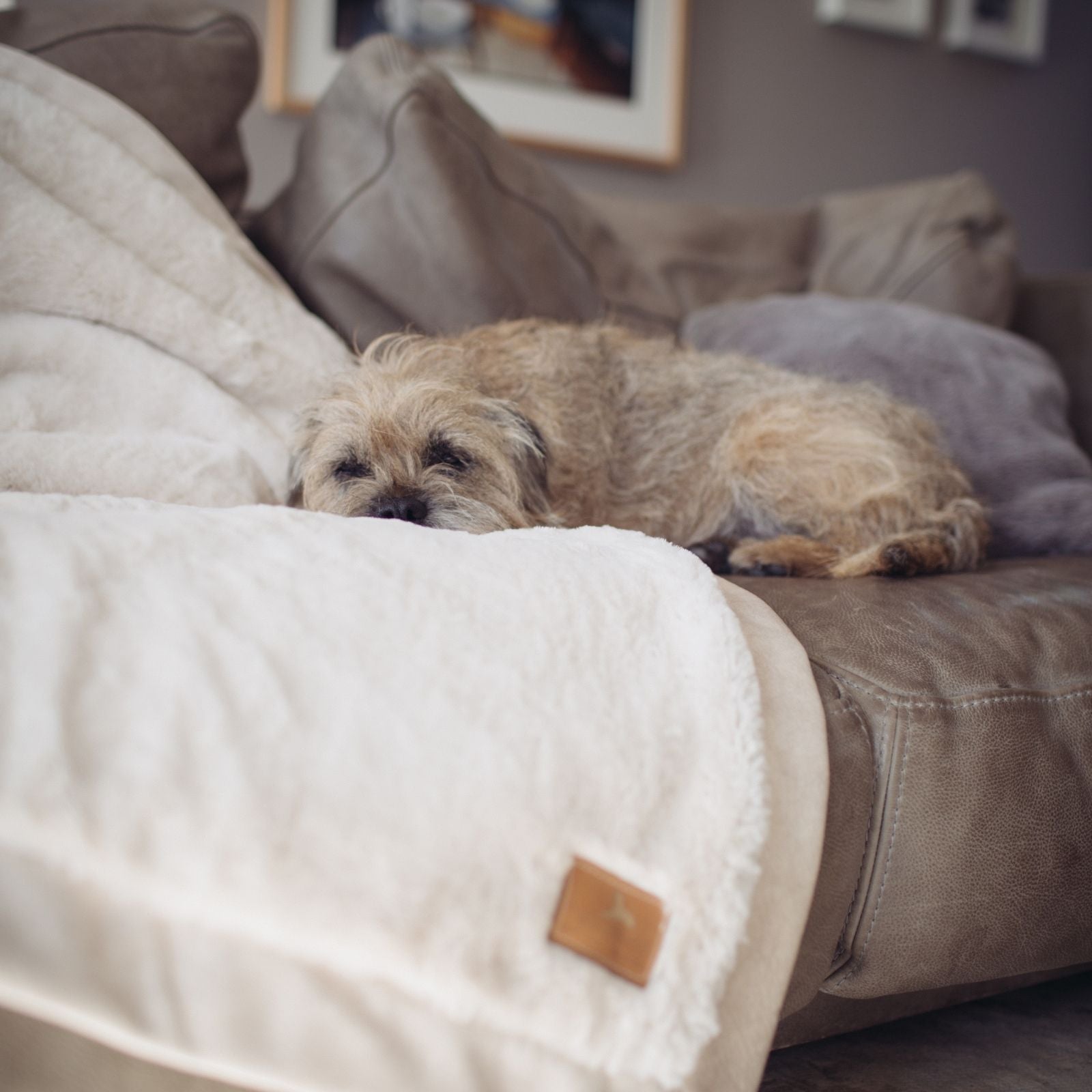 Hund schläft auf der weißen Hyggeplaid Hundedecke in Ivory