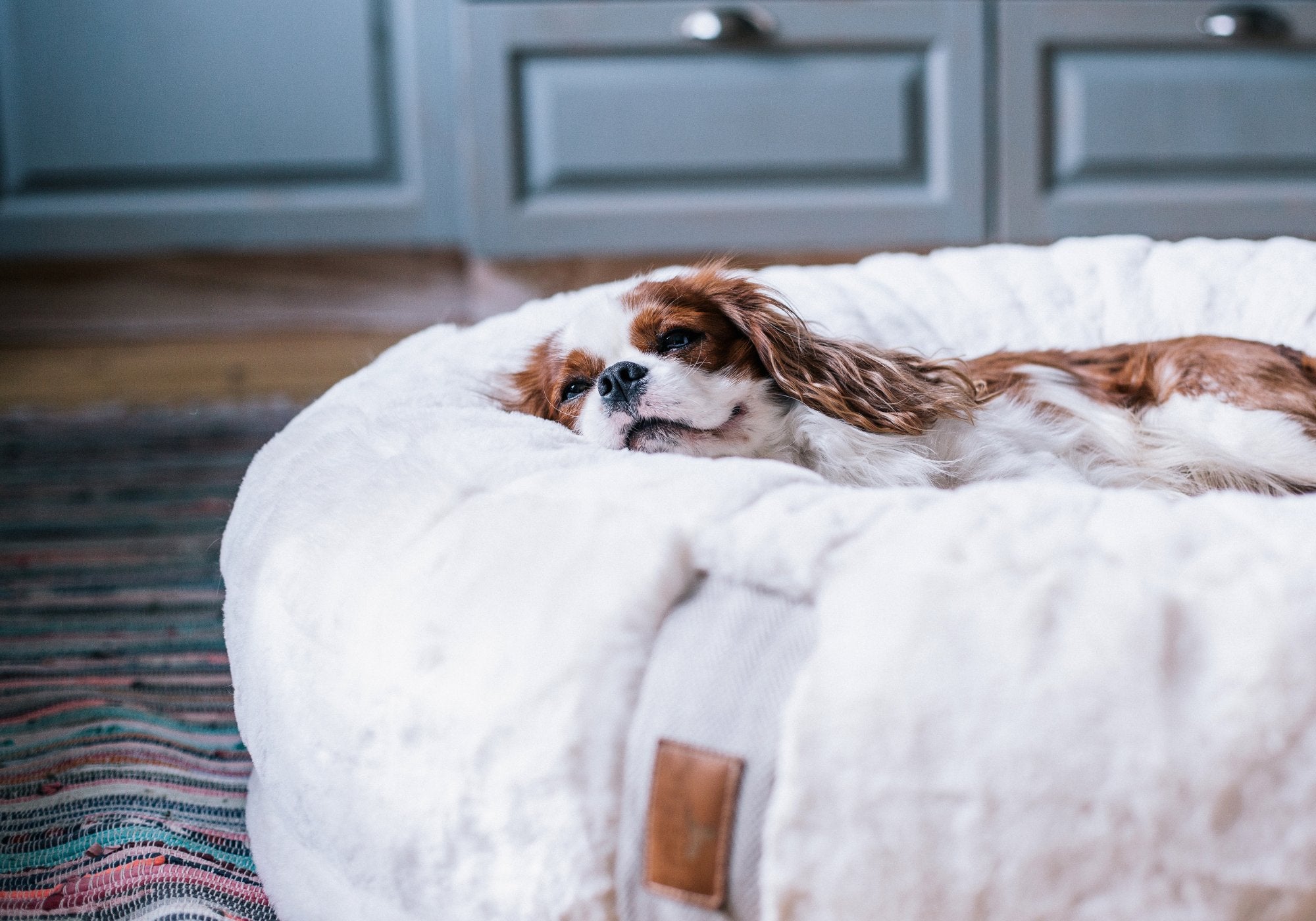 Cavalier King Charles Spaniel schläft entspannt im flauschigen weißen orthopädischen Hundebett Hyggebed Original mit Leder-Label