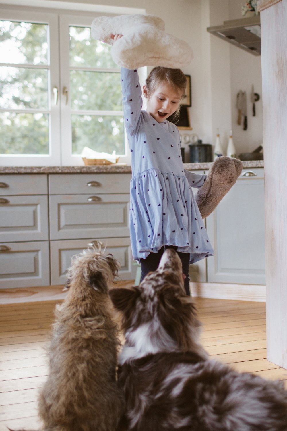 Mädchen hält spielerisch flauschige Knochenkissen in der Küche, während zwei Hunde erwartungsvoll zu ihr aufsehen