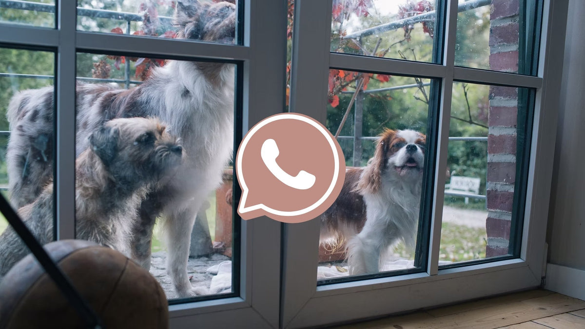 Drei Hunde schauen neugierig durch ein bodentiefes Fenster mit eingeblendetem WhatsApp-Icon für den persönlichen Hyggebed Kundenservice