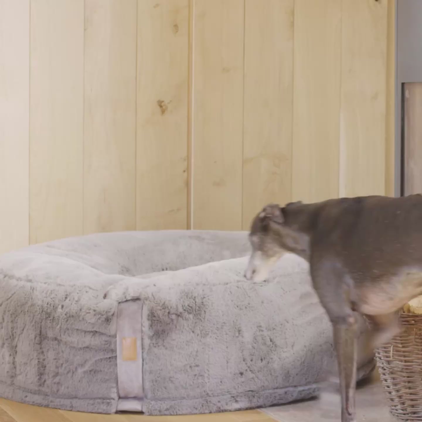 Ein grauer Greyhound richtet sich durch Scharren und Graben sein kuscheliges graues orthopädisches Hyggebed Hundebett gemütlich ein